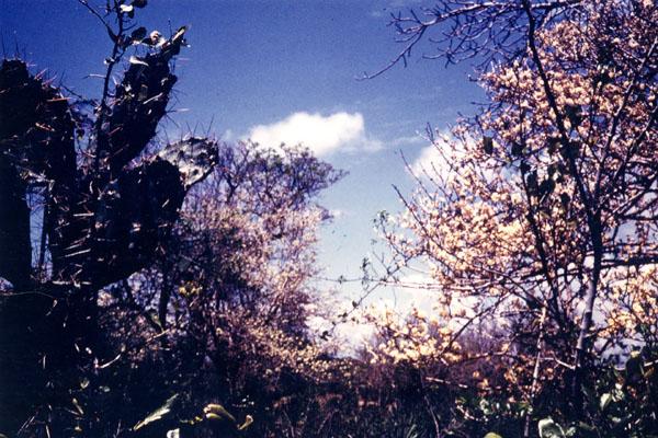Carlos lopes bento - cafezeiro em flor - 1970 -  ibo island