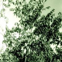 Carlos lopes bento - planta de sandalo - 1971 -  ibo island