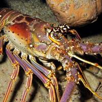 Quirimbas Arquipelago - Lobster