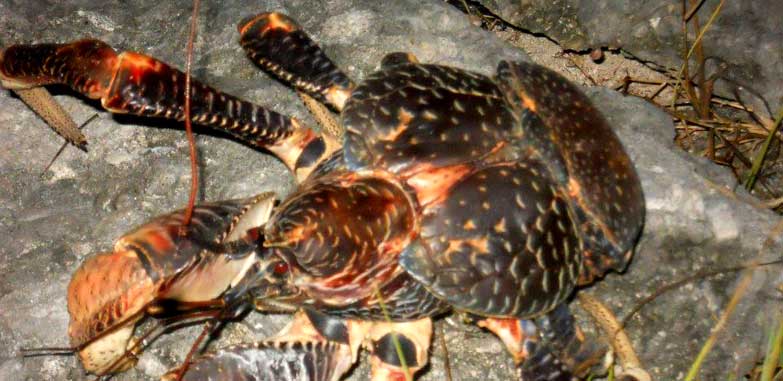 Cocoteros en una isla