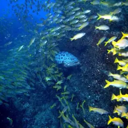 Quirimbas diving 06