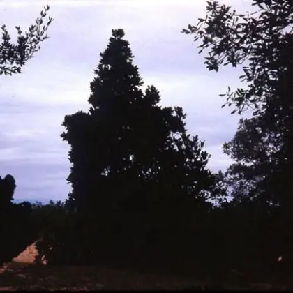 Flora maritima (1970)