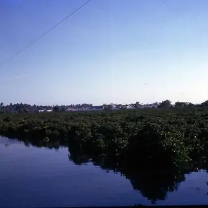 Fio unico de telefone (1970)