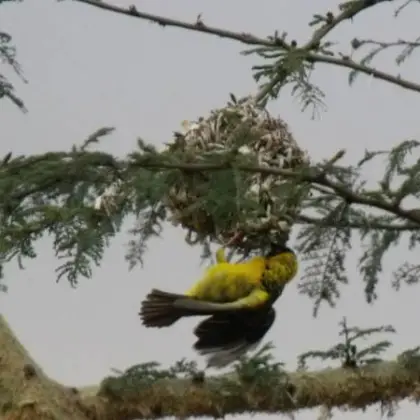 Birds quirimba ibo 10