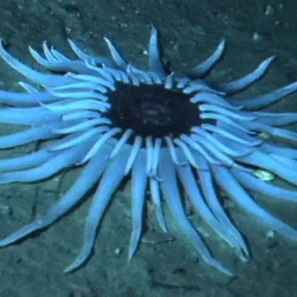 Quirimbas diving 11