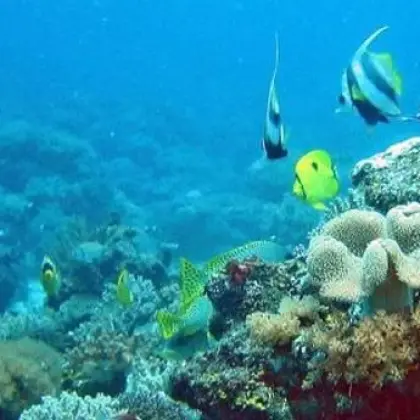 Quirimbas diving 16