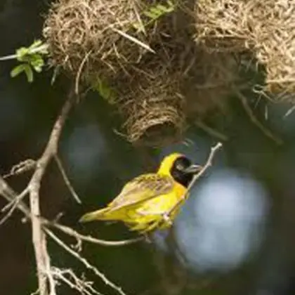 Birds quirimba ibo 08